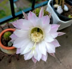 Echinopsis flower