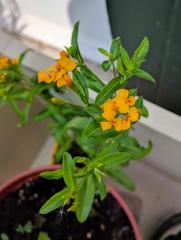 Tagetes Lucida flowers