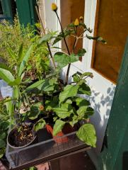 Spilanthes & Yerba Maté
