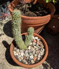 Hoodia gordonii