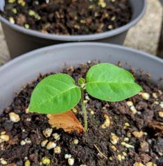 Caapi seedling #2