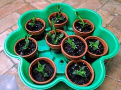 Sceletium cuttings