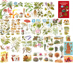 A Golden Guide to Hallucinogenic Plants
