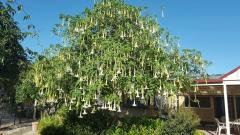 Brugmansia