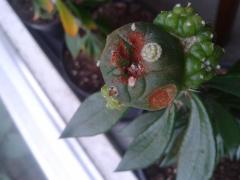 Flower bud