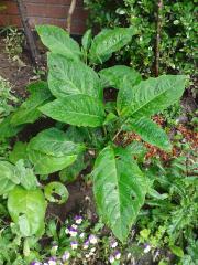 Brugmansia arborea