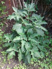 Brugmansia sanguinea