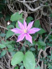 Clematis arabella