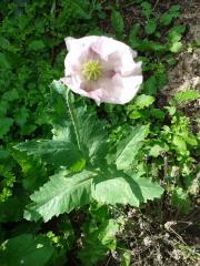 Papaver somniferum 2017-07-23