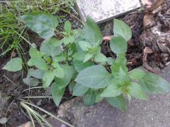 Solanum dulcamara taking on 'cultivated look'