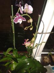 Phalaenopsis hybrids re-flowering