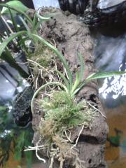Rodriguezia lanceolata in 'dry season' mode mounted zel-style on cork island from aquarium