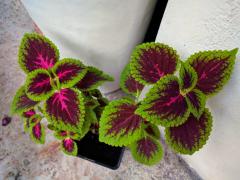 Coleus