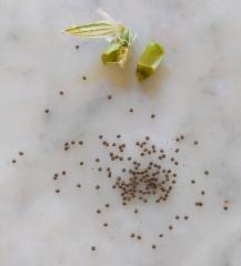 1st Silene ripe seed pod