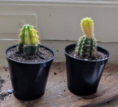 Variegated bridgesii & pachanoi