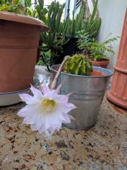 Echinopsis flower on a rainy day