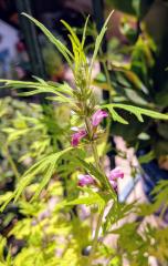 Flowering Marijuanilla