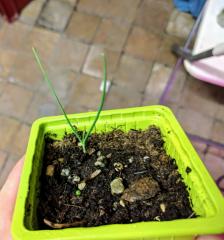 1st actual Ephedra sinica seedling