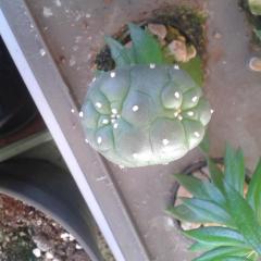 Lophophora polycephalus