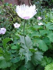 Papaver somniferum plot#1 -2 months from sowing