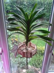 More information about "Vanda 'Blue magic'"