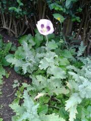 Papaver somniferum plot#5 14082017