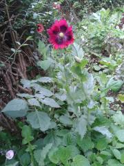 Papaver somniferum plot#6 14082017