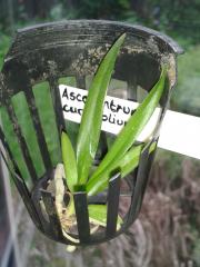 Ascocentrum curvifolium