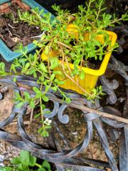 Brahmi Flower (Bacoppa monnieri)