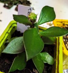 T. peruvianus seedling graft