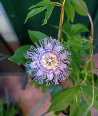 1st Passiflora incarnata flower
