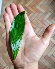 P. Viridis "Narrow Leaf"