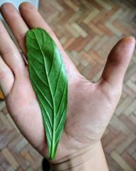 P. Viridis "Narrow Leaf" (back)