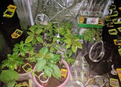 Indoor Kratom Seedlings (Rifat F2)