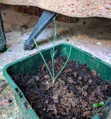 Ephedra sinica