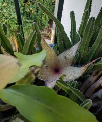 Stapelia flower