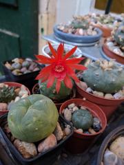 Matucana madisoniorum flower