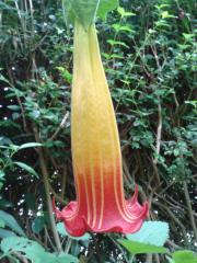 Brugmansia sanguinea influorescence