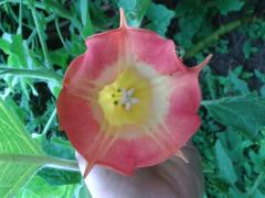 Brugmansia sanguinea influorescence