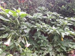 Brugmansia arborea and sanguinea