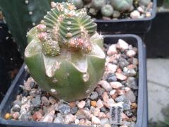 Aztekium valdezii