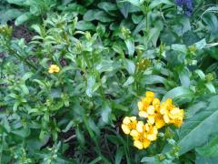 Tagetes lucida