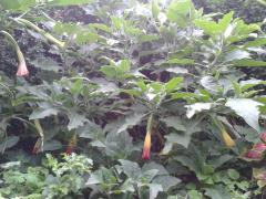 Brugmansia sanguinea