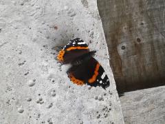 Vanessa atalanta