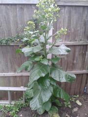 Nicotiana tabacum