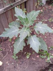 Brugmansia BF