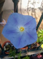 Heavenly Blue Morning Glory