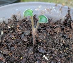 Salvia recognita seedling