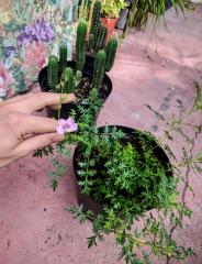 Incarvillea sinensis "cheron pink"