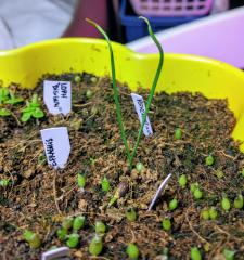 Ephedra fragilis seedlings